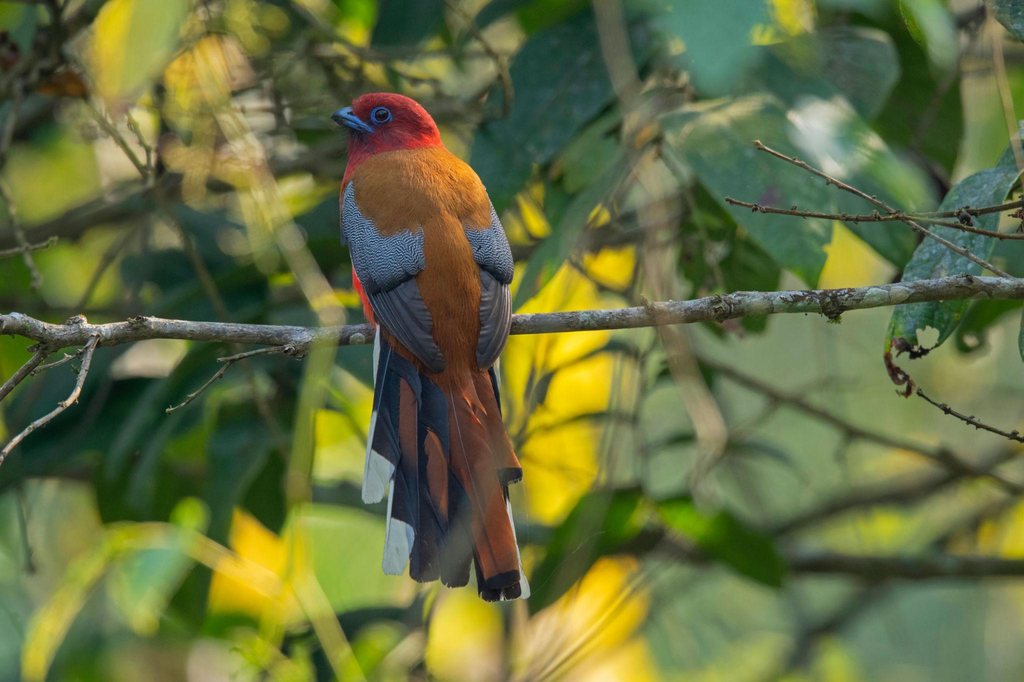 Birding Place in India