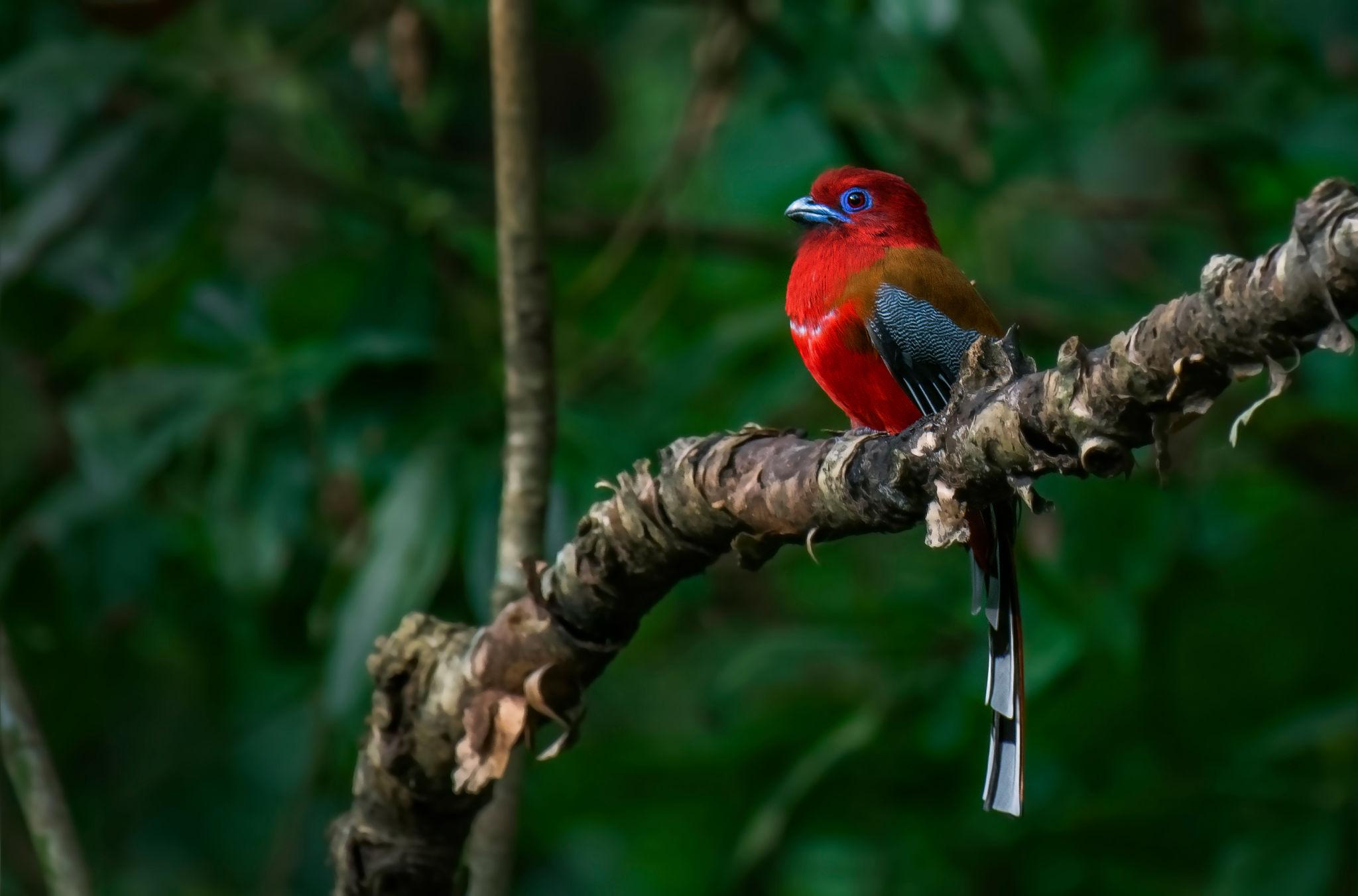 Birding Place in North East