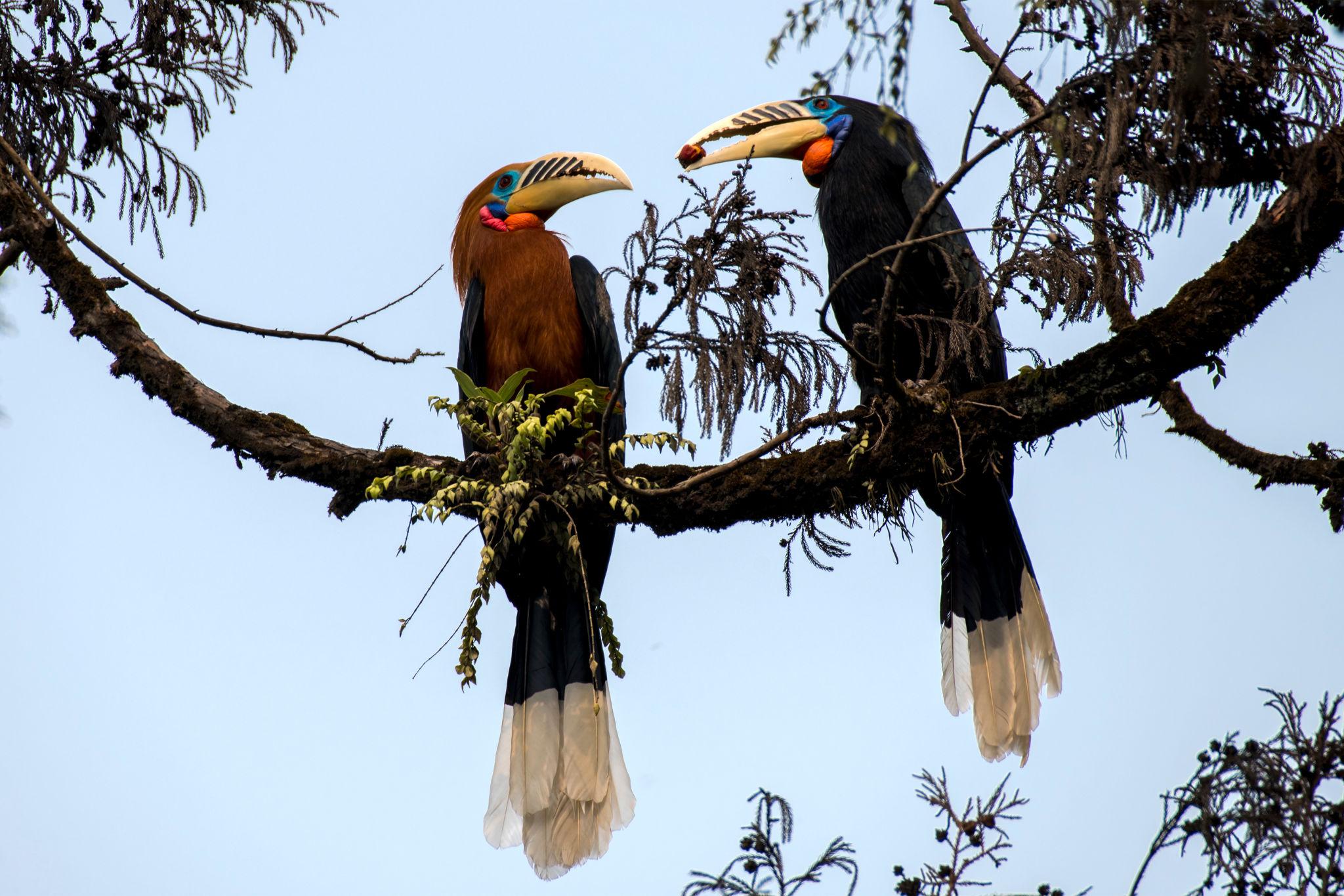 Hornbill Birding Place in North East