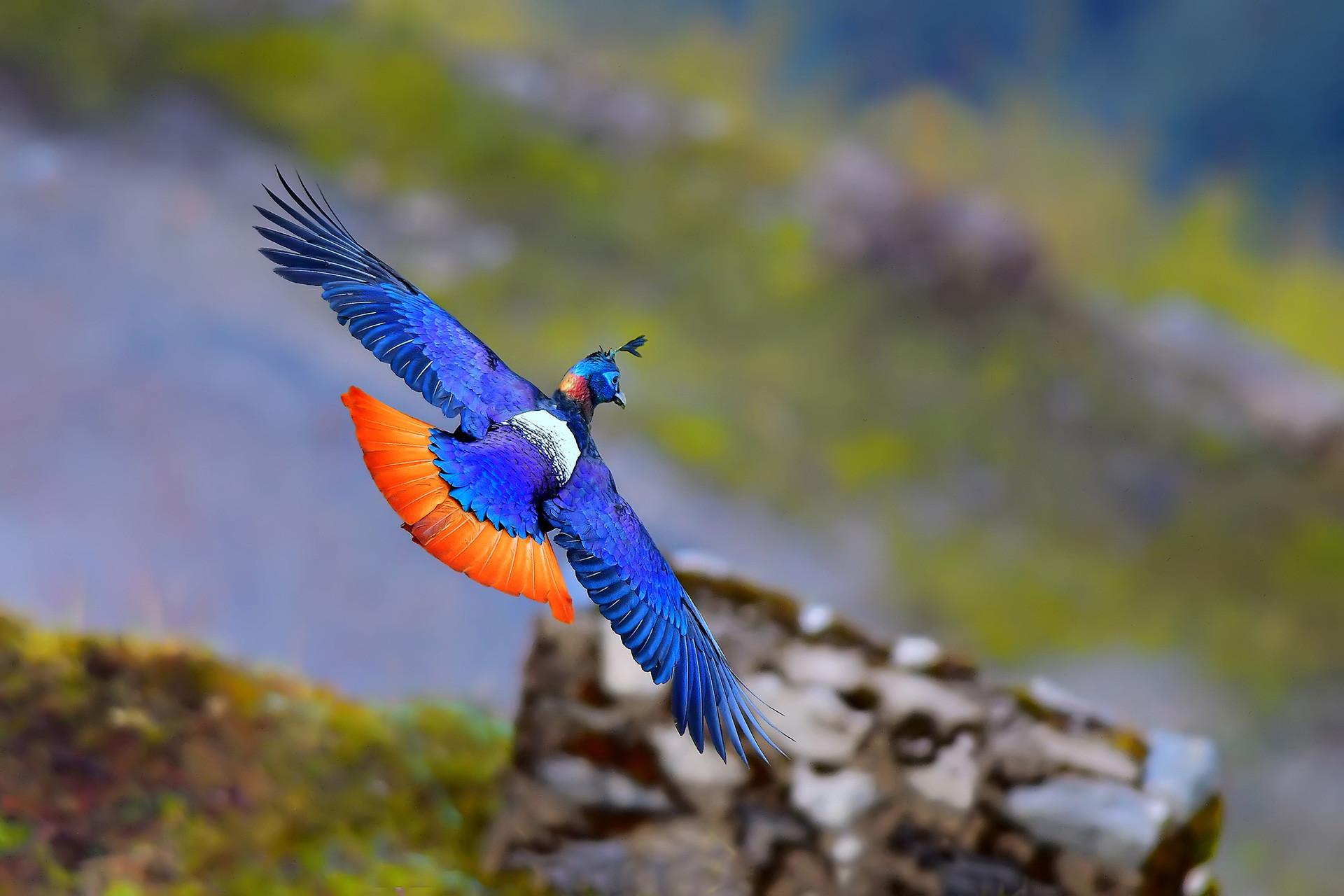 Birding in Himalayas